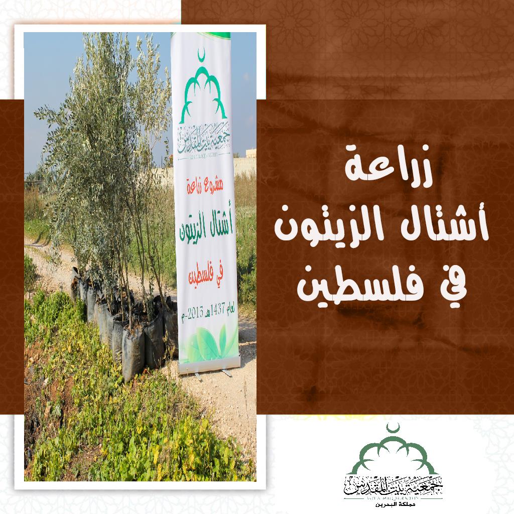 زراعة أشتال الزيتون